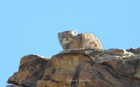 Hanle - A new Destination for Wildlife Lovers 