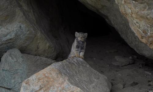 Pallas's Cat in Hanle, Ladakh Wildlife Tour, Wildlife Expedition to Ladakh