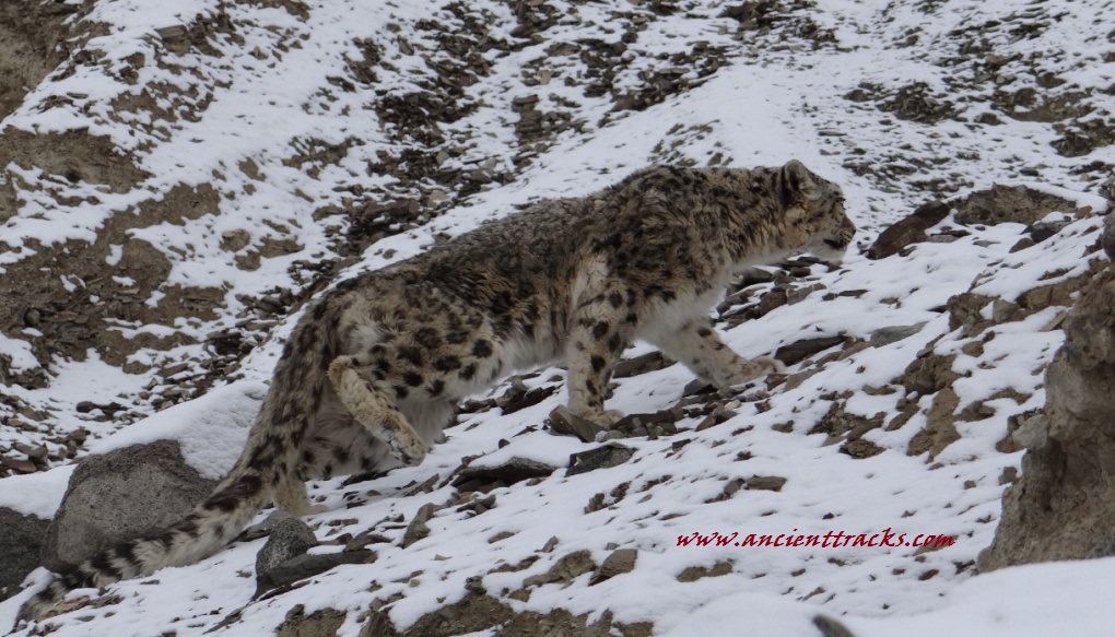Ladakh Snow Leopard tours with Ancient Tracks in Tingmosgang and spotted snow leopard on the first day of the tour